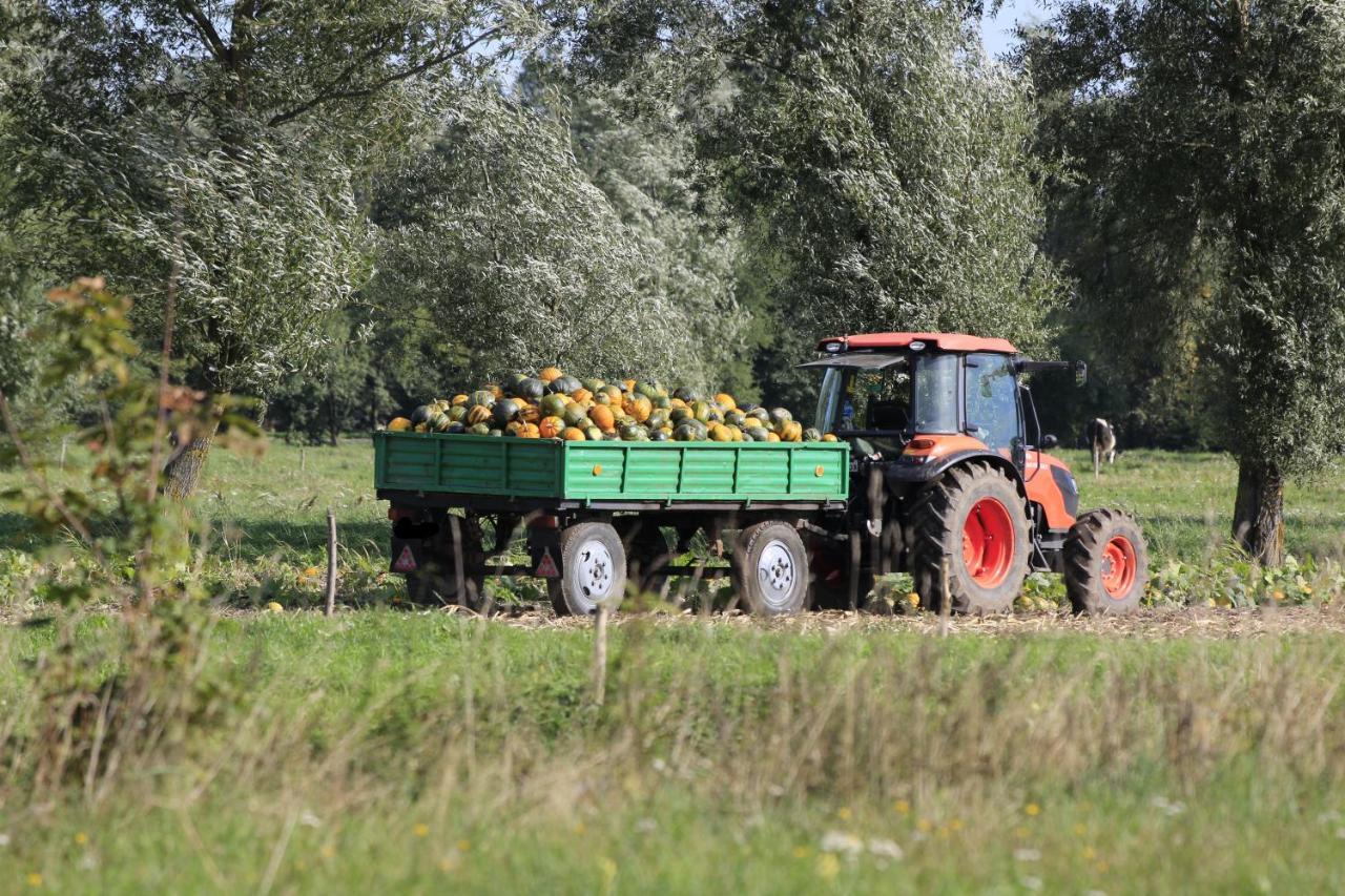 Agroturystyka Zulawiaczek Nowy Dwór Gdański Dış mekan fotoğraf